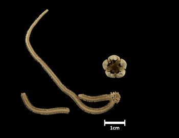 Media type: image;   Invertebrate Zoology OPH-1449 Description: Bottom of brittle star with mouth visible, disc and mouth in pieces.;  Aspect: ventral